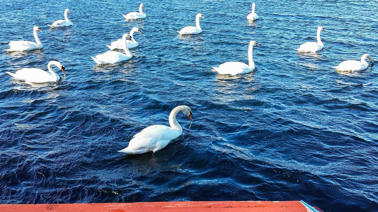 Photo of Outdoor in East Wareham