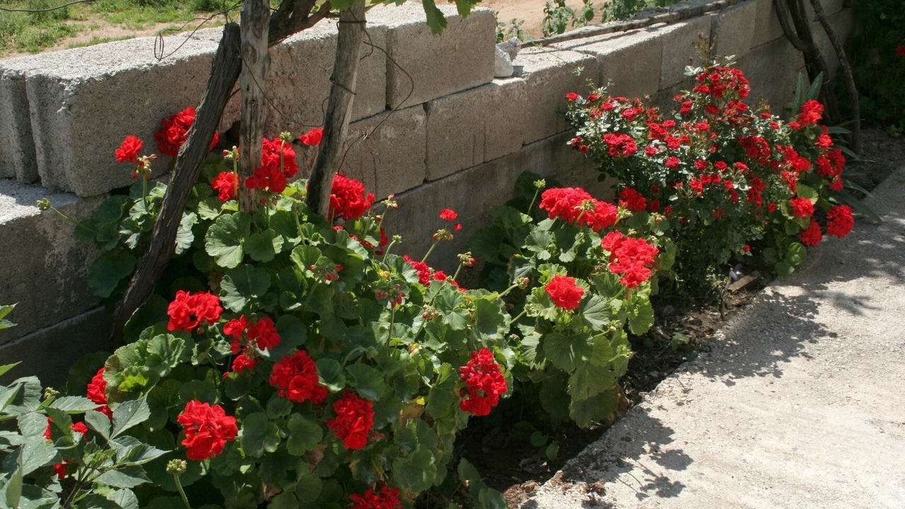 Photo of Outdoor in Trpanj
