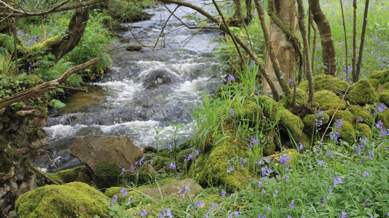 Photo of Others in Blisland