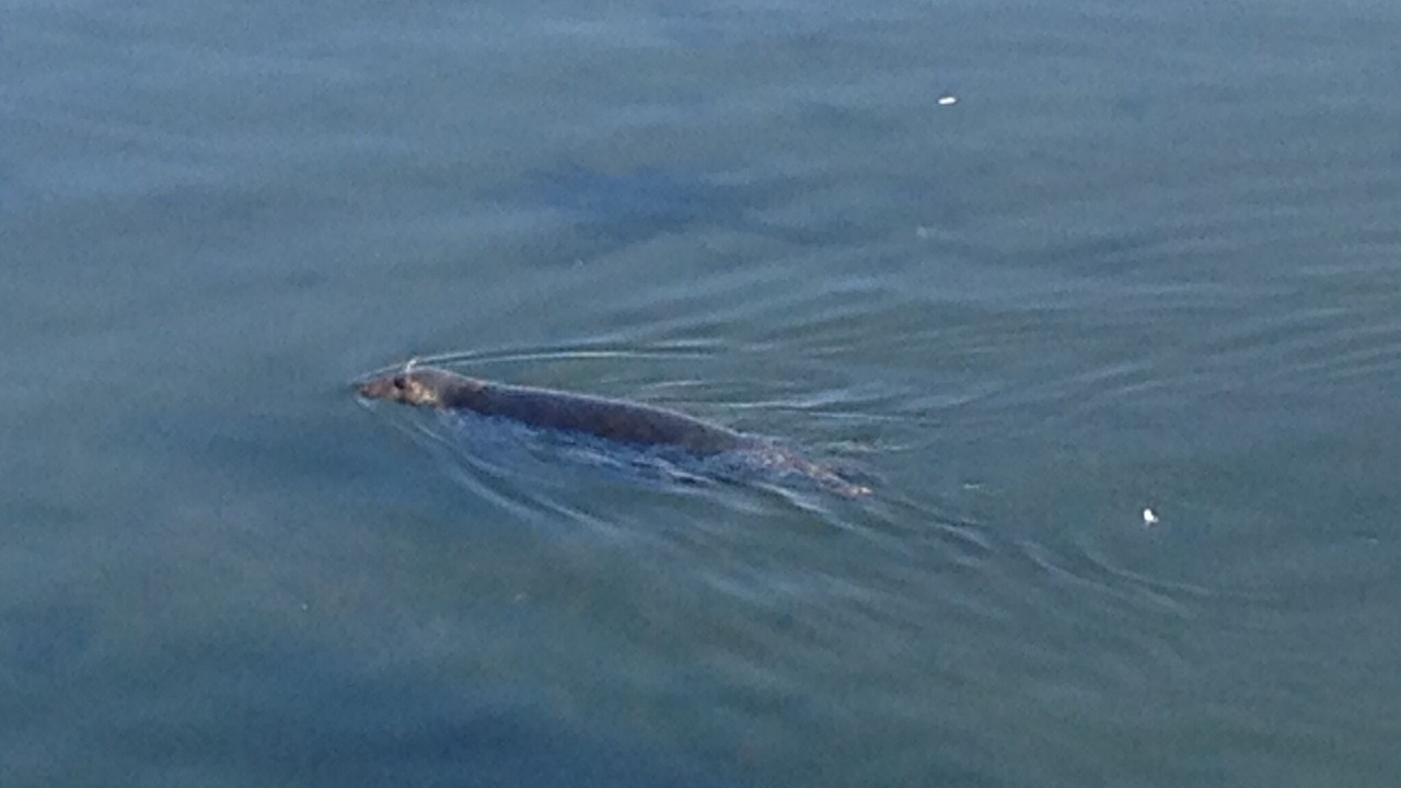 Photo of Others in Dunbar