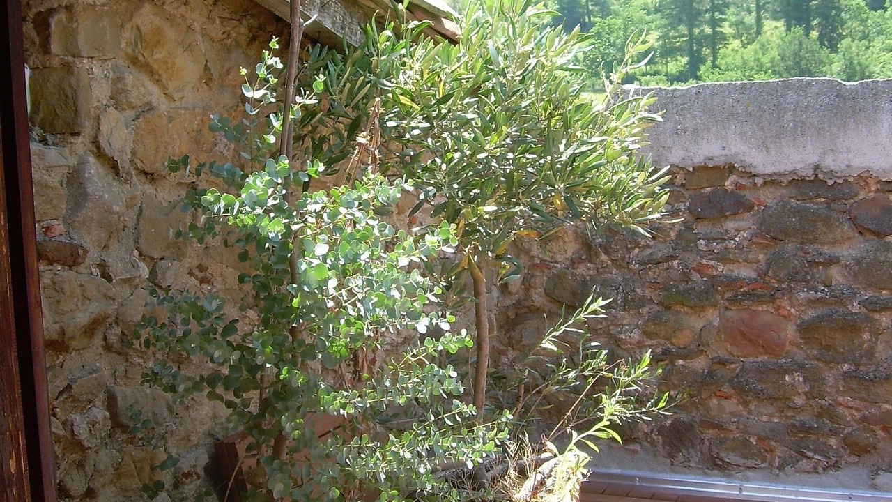Photo of Others in Sougraigne