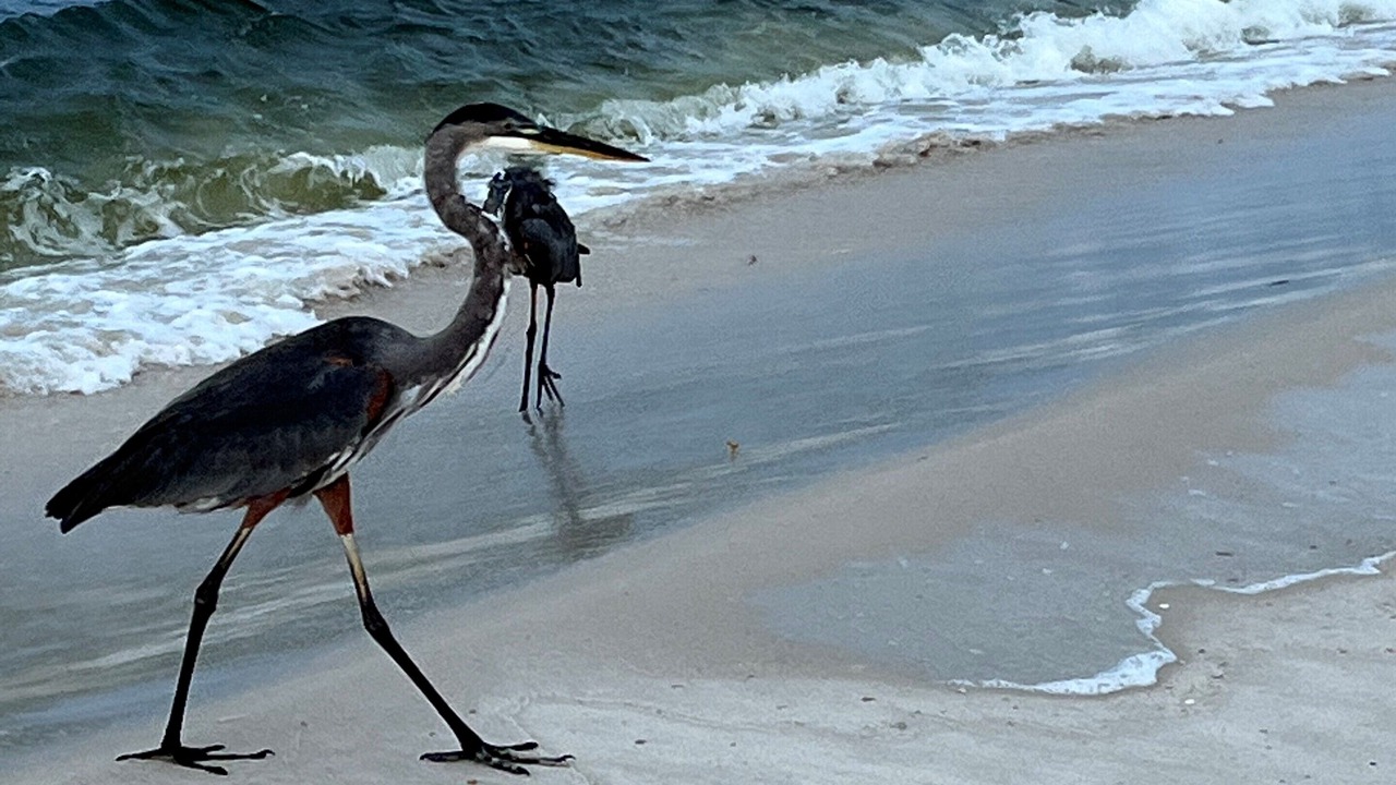 Photo of Others in Orange Beach