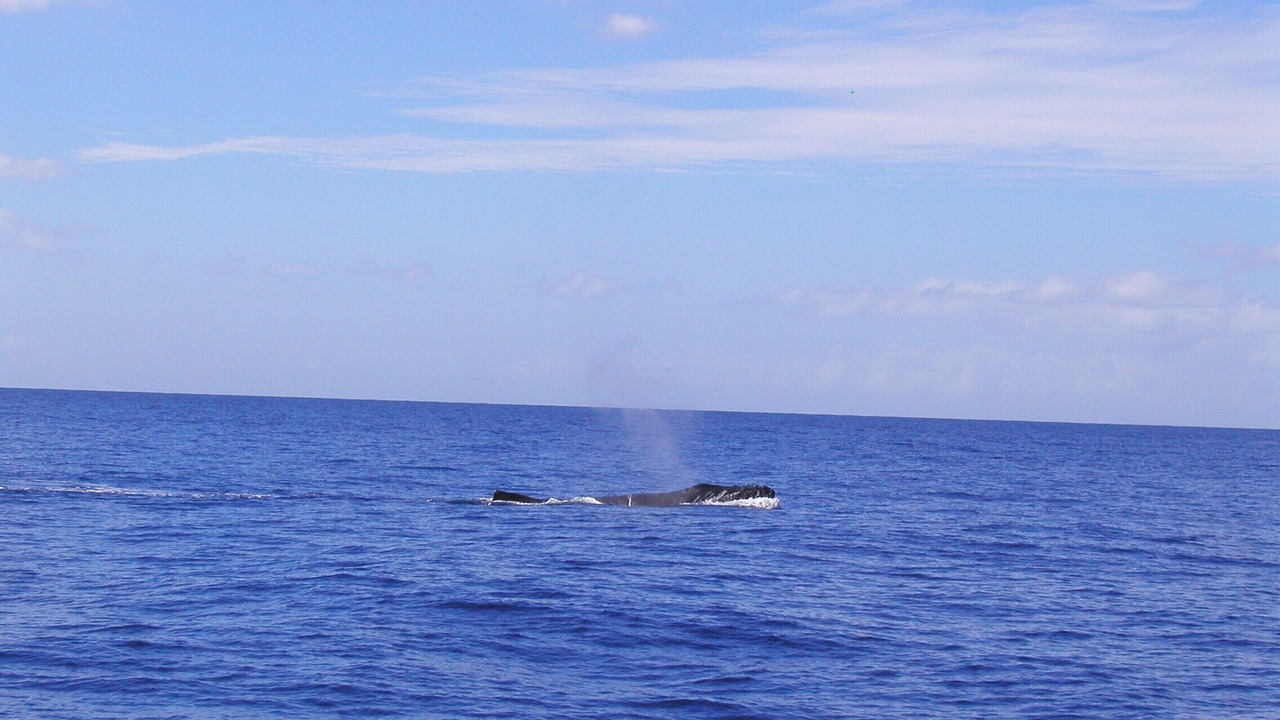 Photo of Others in Kihei