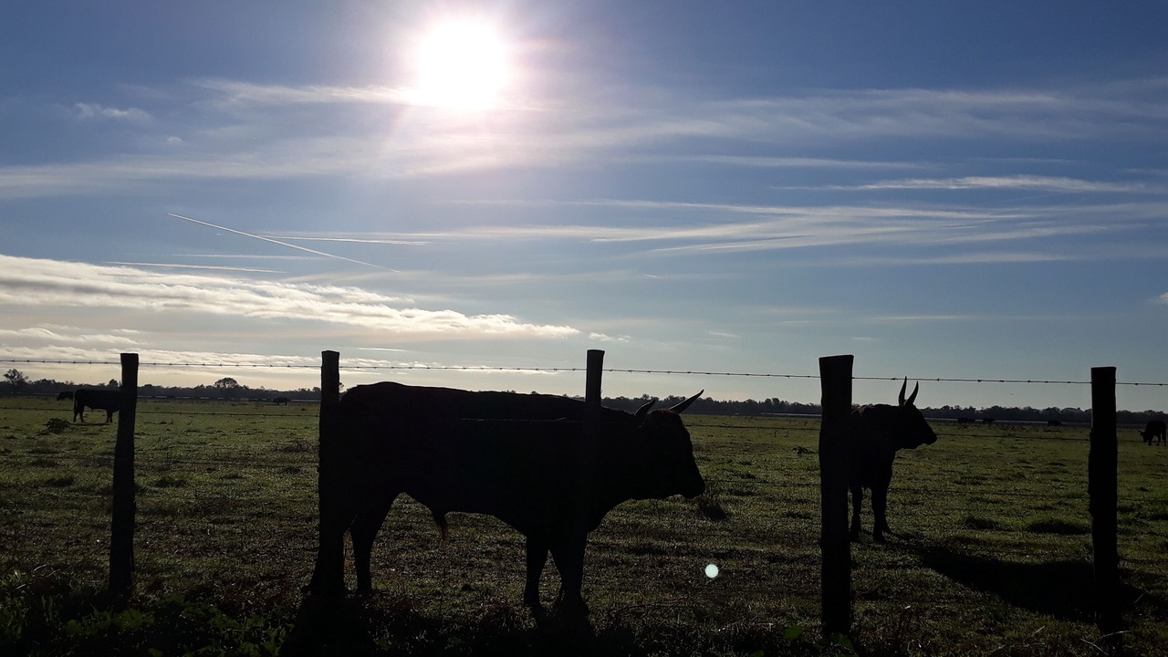 Photo of Outdoor in Le Cailar