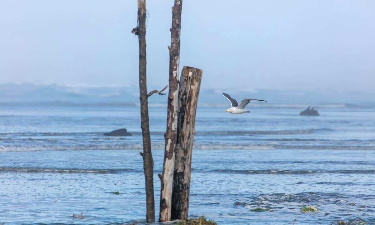 Photo of Others in Gearhart