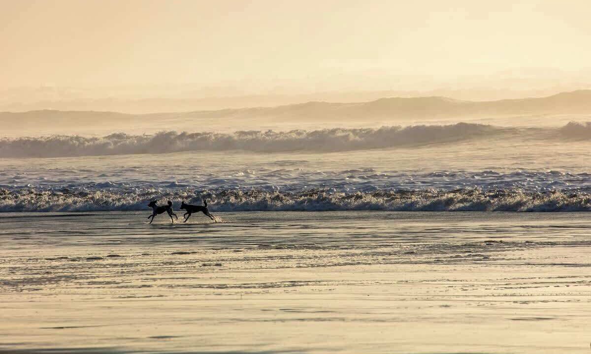 Photo of Others in Gearhart