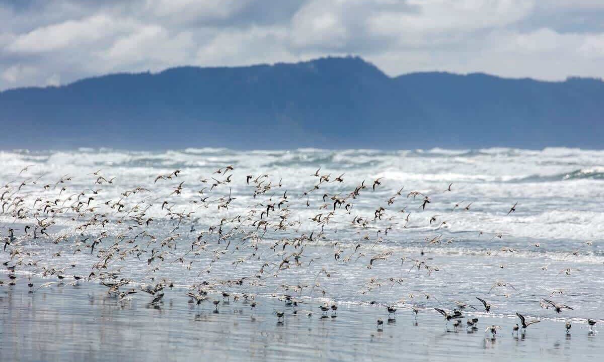 Photo of Others in Gearhart