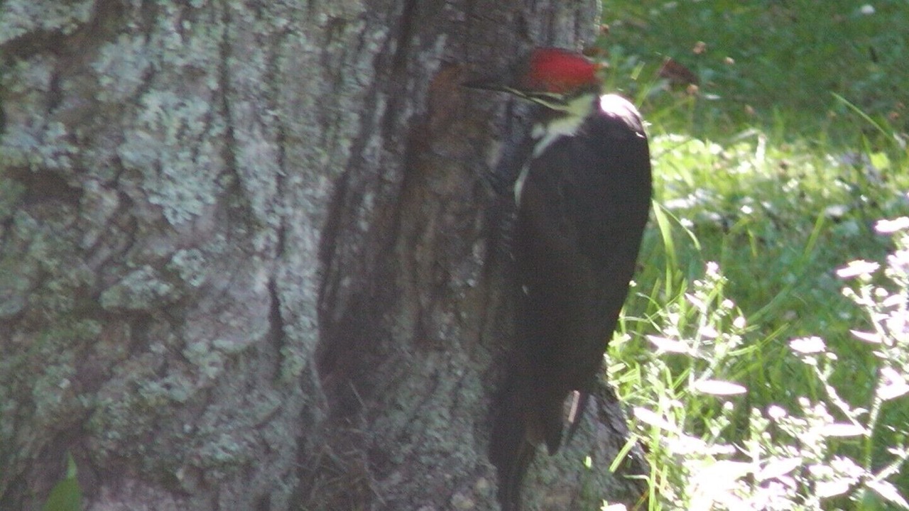 Photo of Others in Manitoulin District