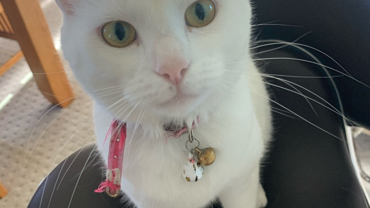 Photo of Others in Scarness