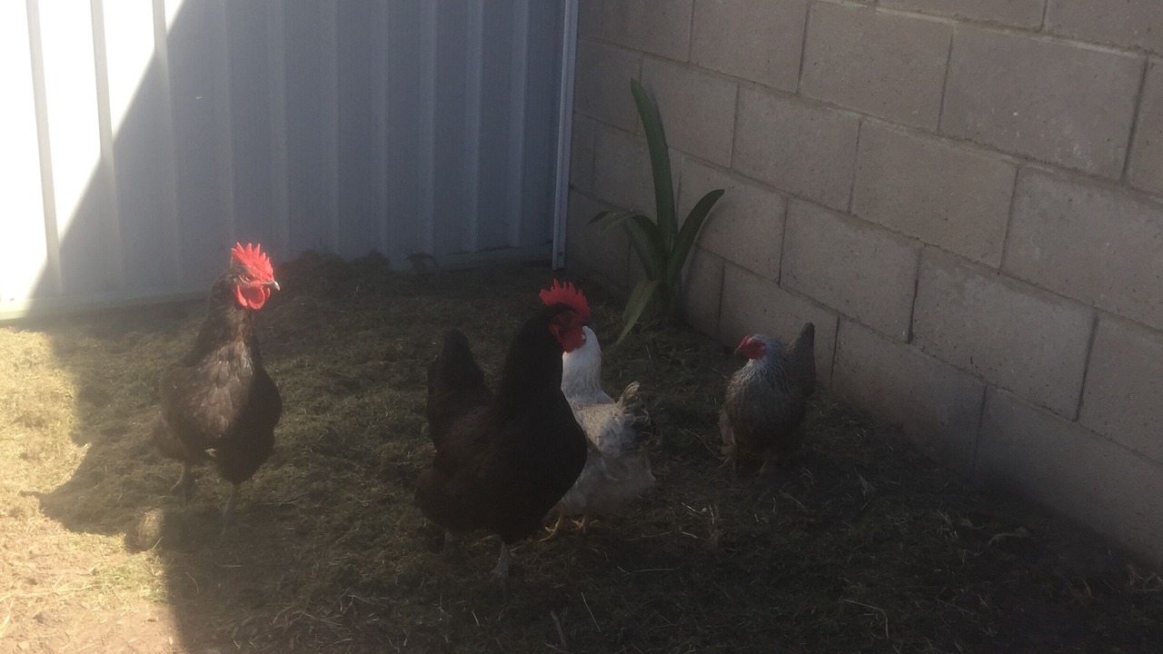 Photo of Others in Scarness