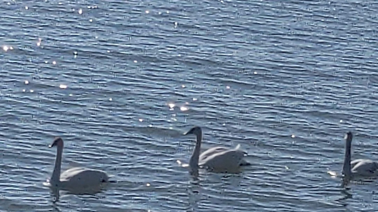 Photo of Others in Leamington