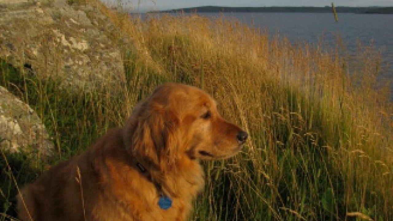 Photo of Others in Upper Island Cove