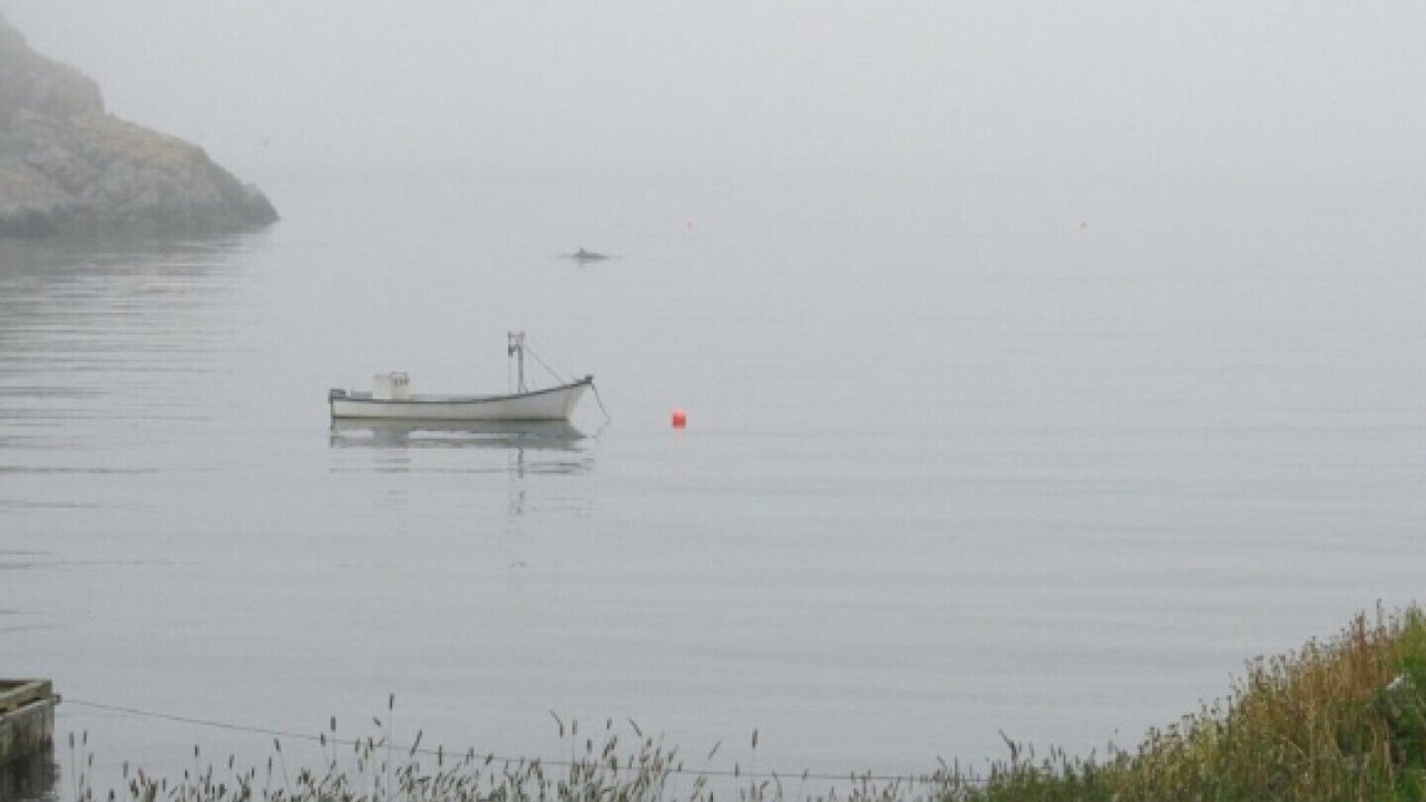 Photo of Others in Upper Island Cove