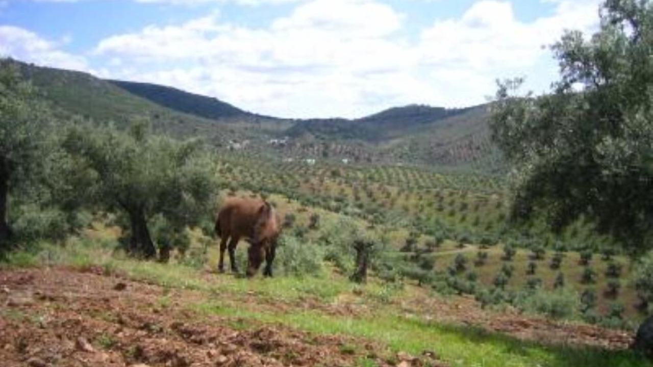 Photo of Others in Pozoblanco