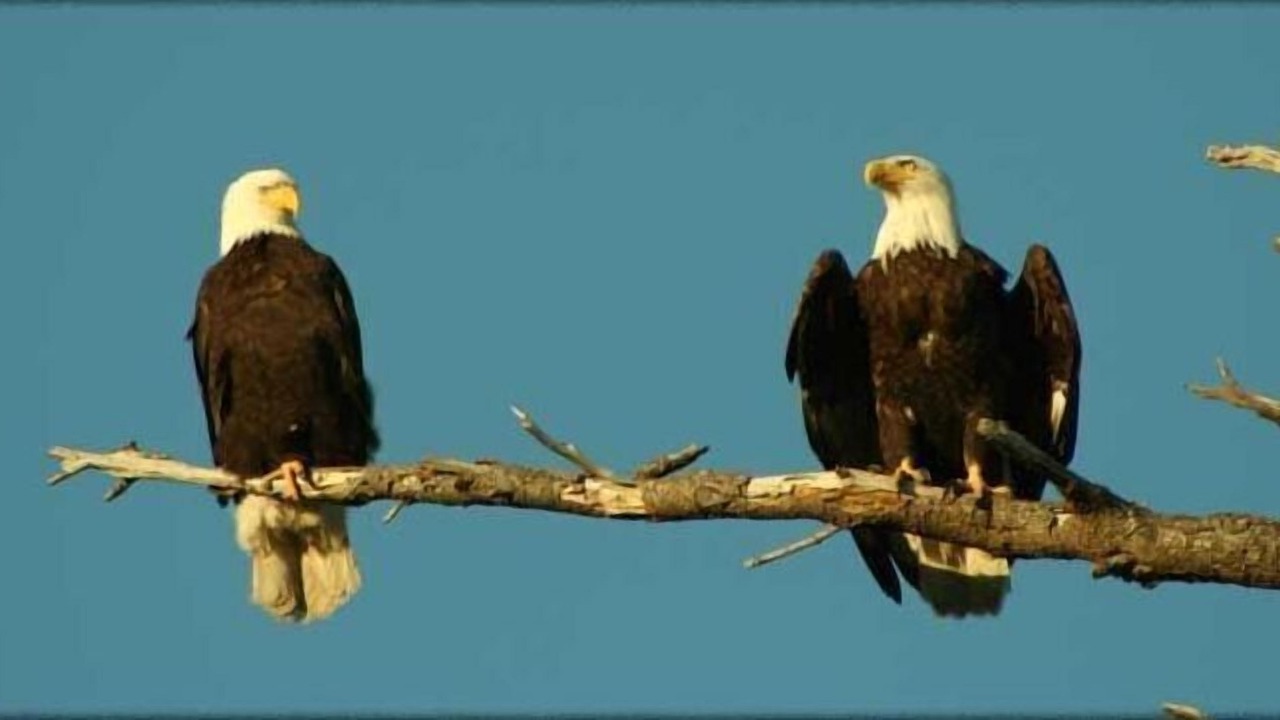 Photo of Others in Friday Harbor