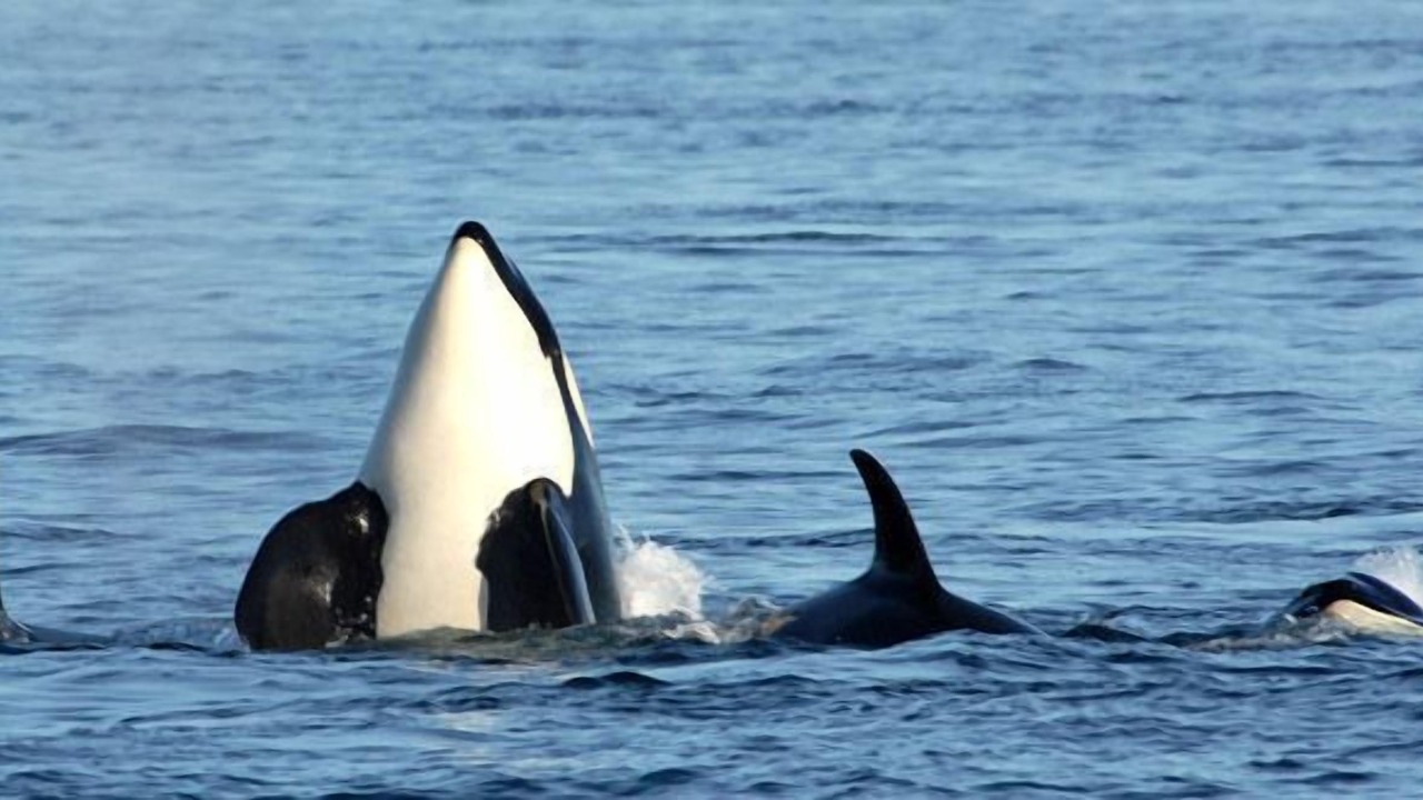 Photo of Others in Friday Harbor