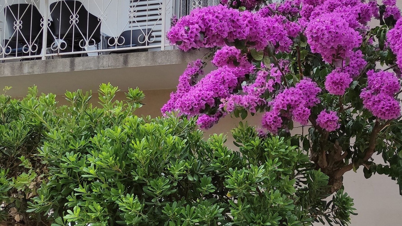 Photo of Outdoor in Trpanj