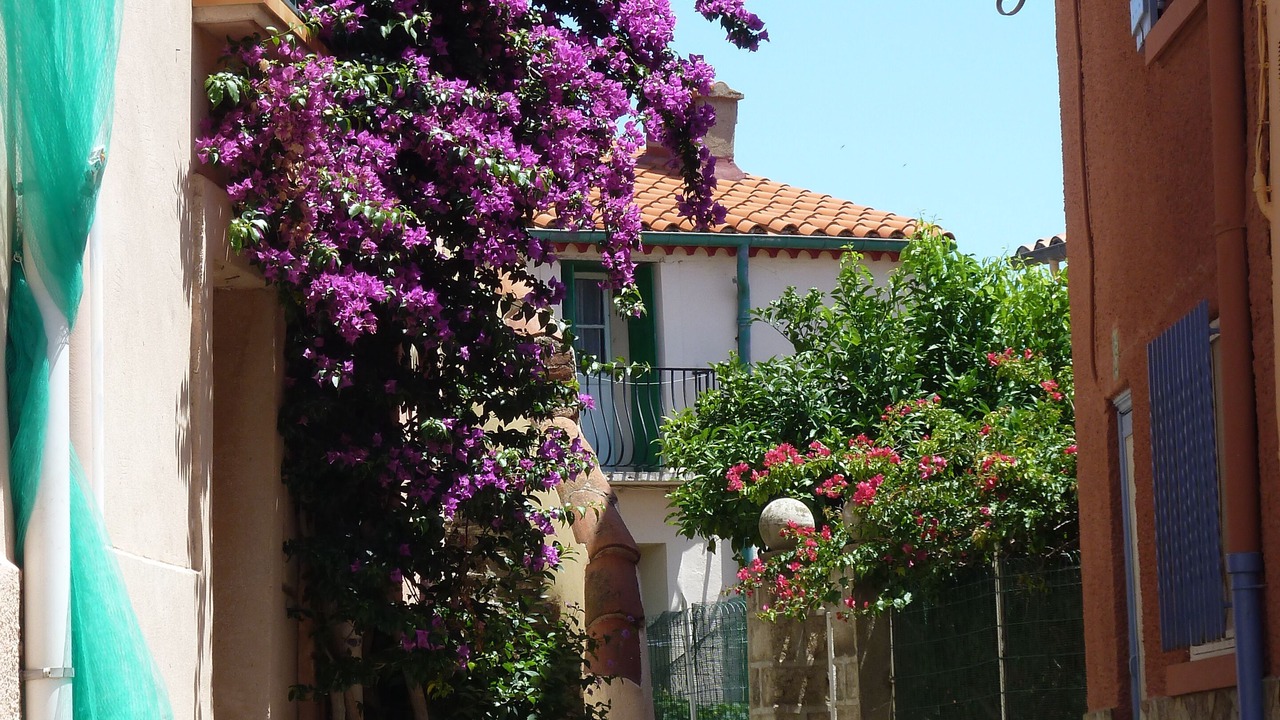 Photo of Outdoor in Collioure