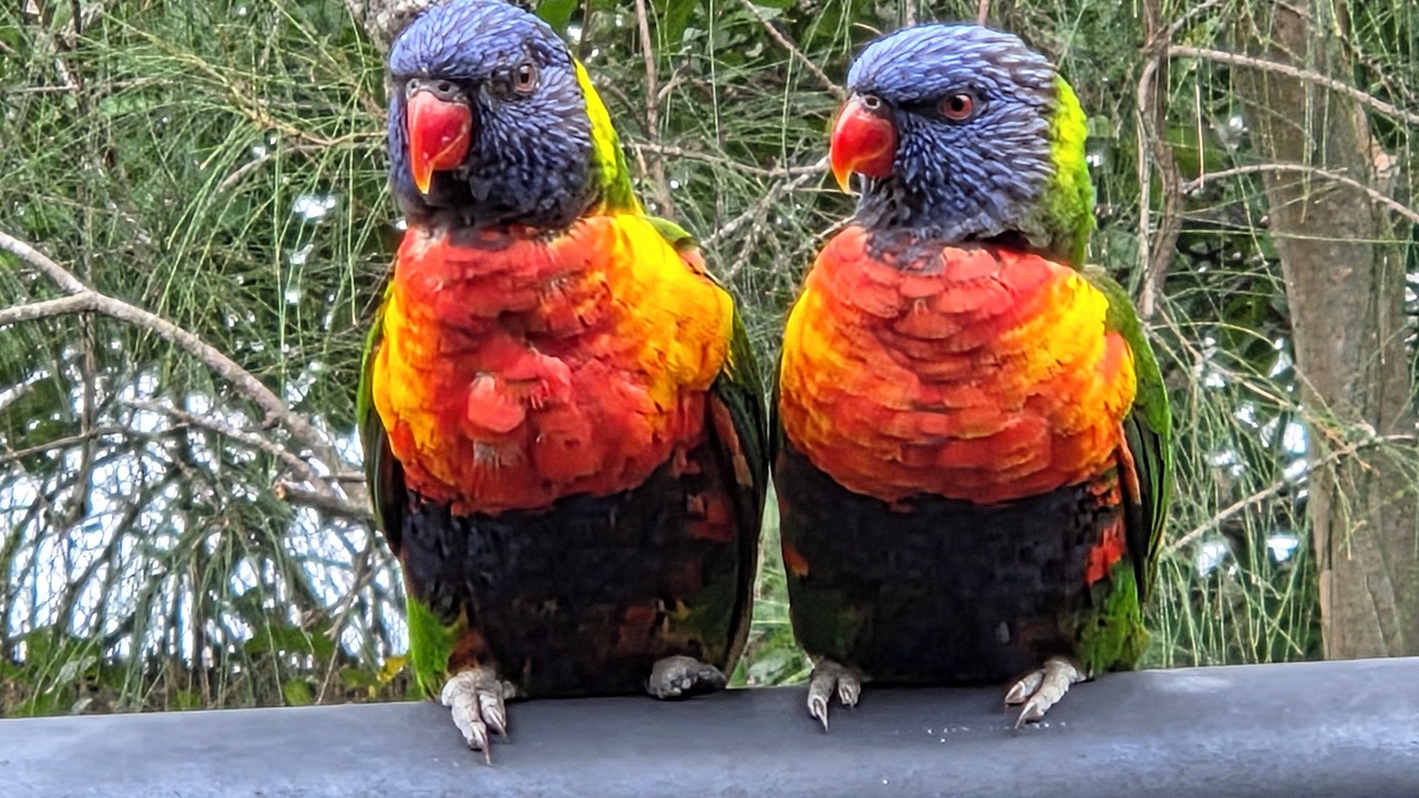 Photo of Others in Tewantin