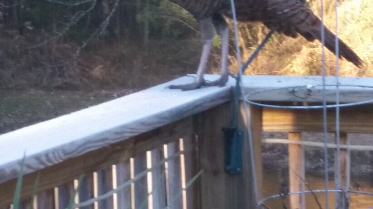 Photo of Outdoor in Norton Shores