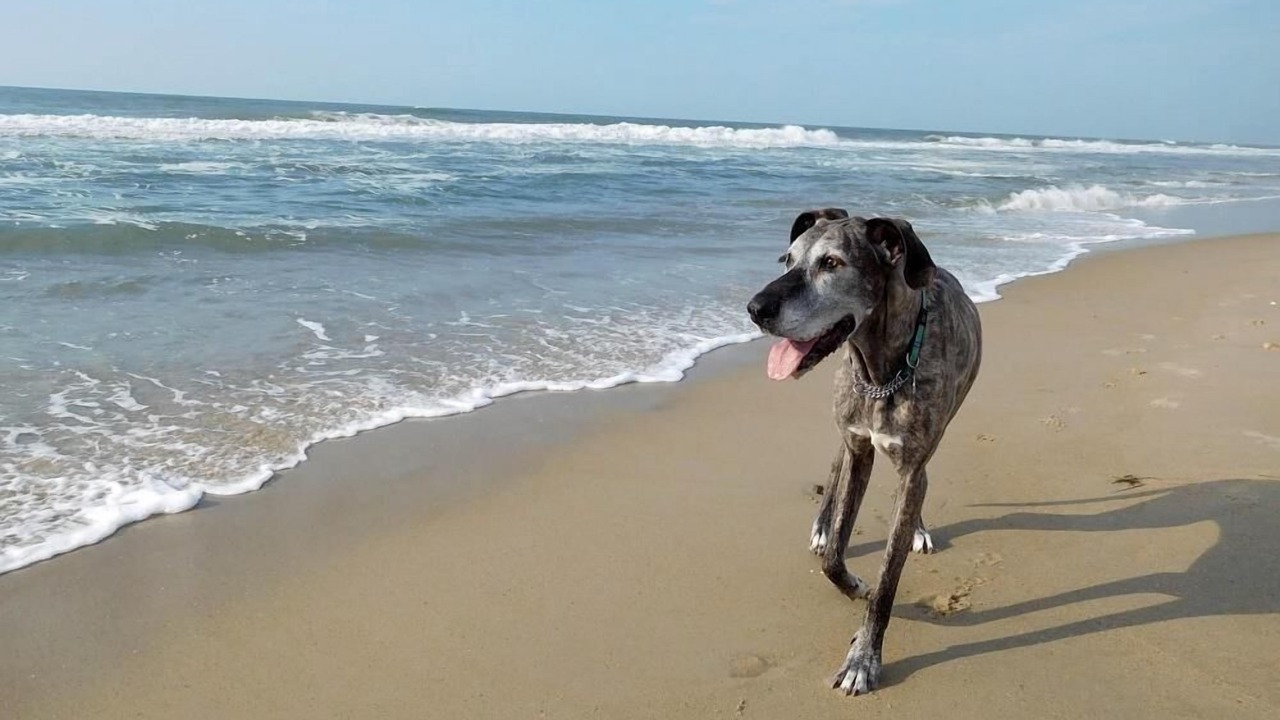 Photo of Others in South Nags Head