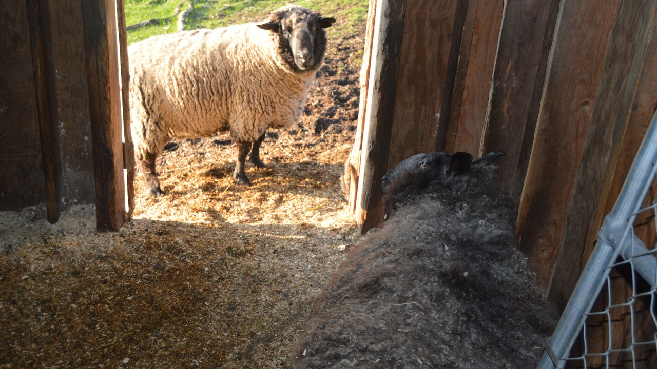 Photo of Others in Sheffield