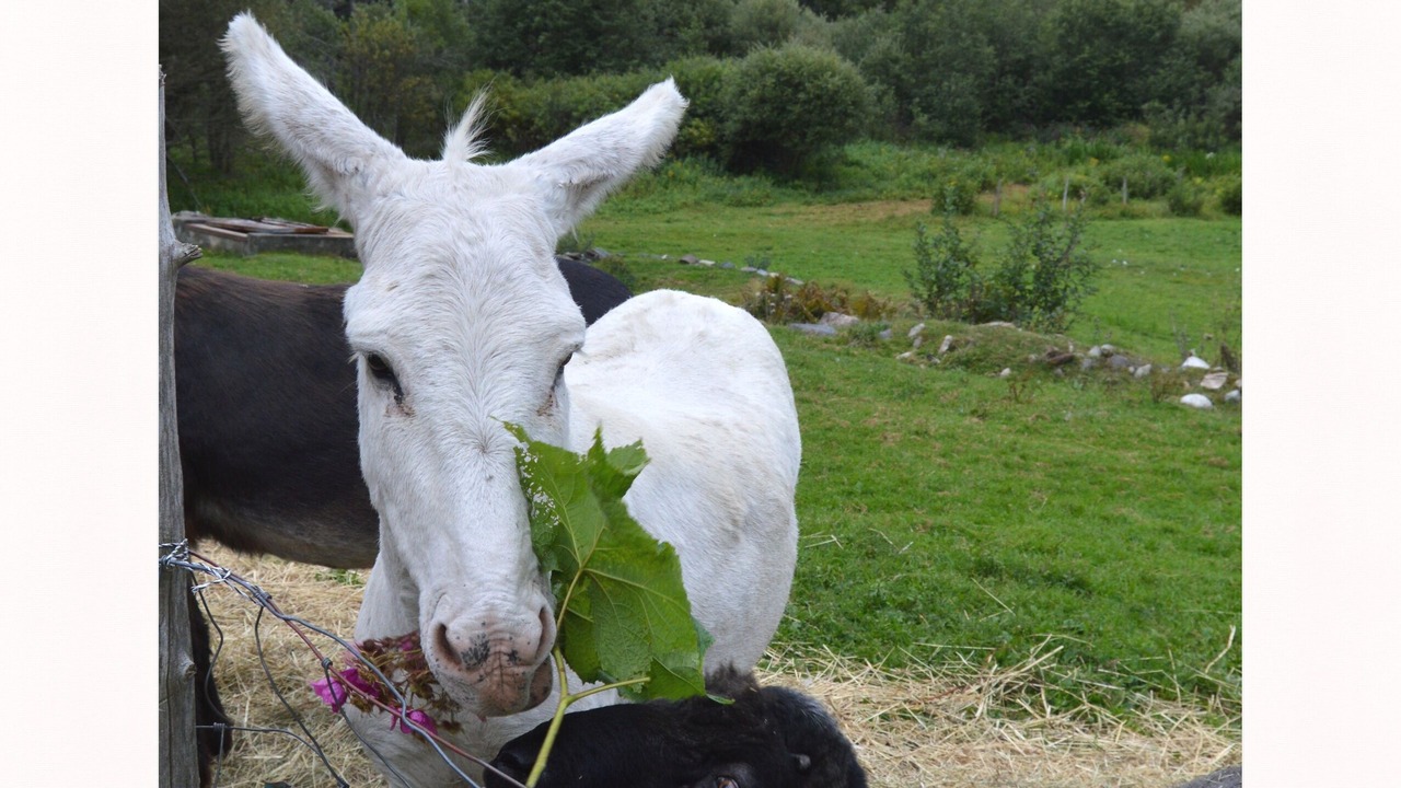 Photo of Others in Sheffield