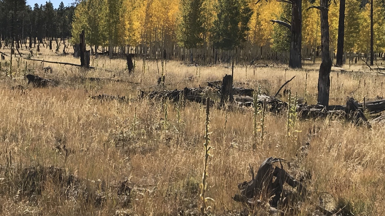 Photo of Others in Parks