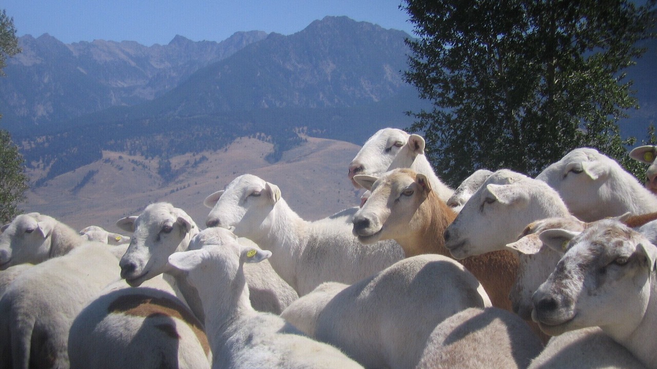 Photo of Others in Livingston