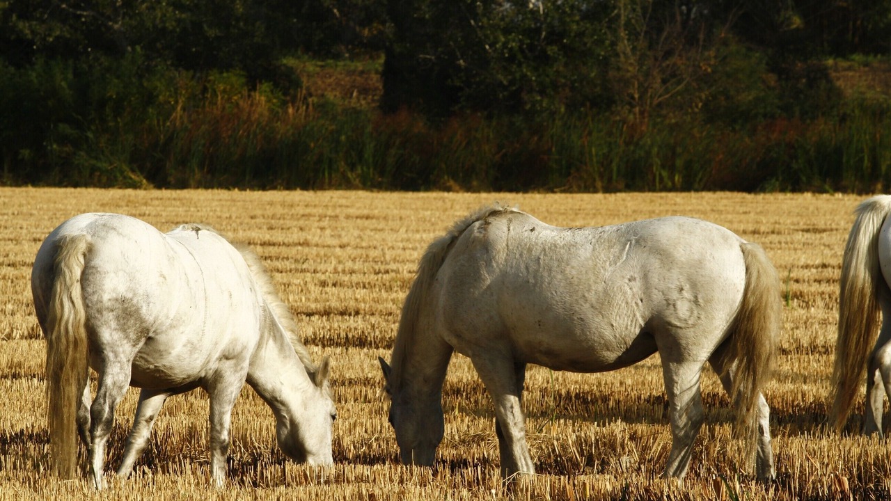 Photo of Outdoor in Arles