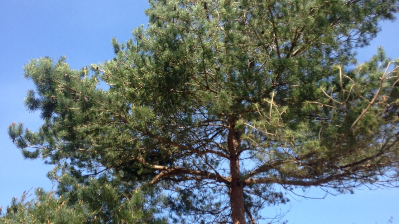 Photo of Others in Le Vivier-sur-Mer