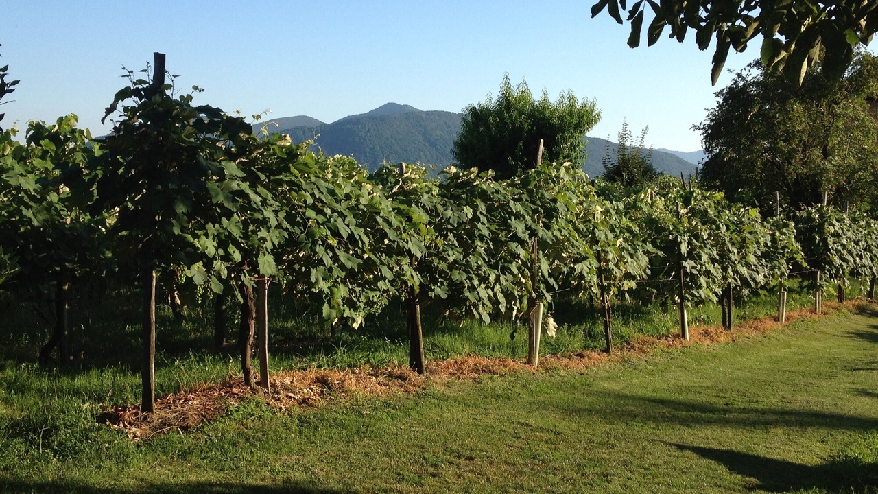 Photo of Outdoor in Vernate