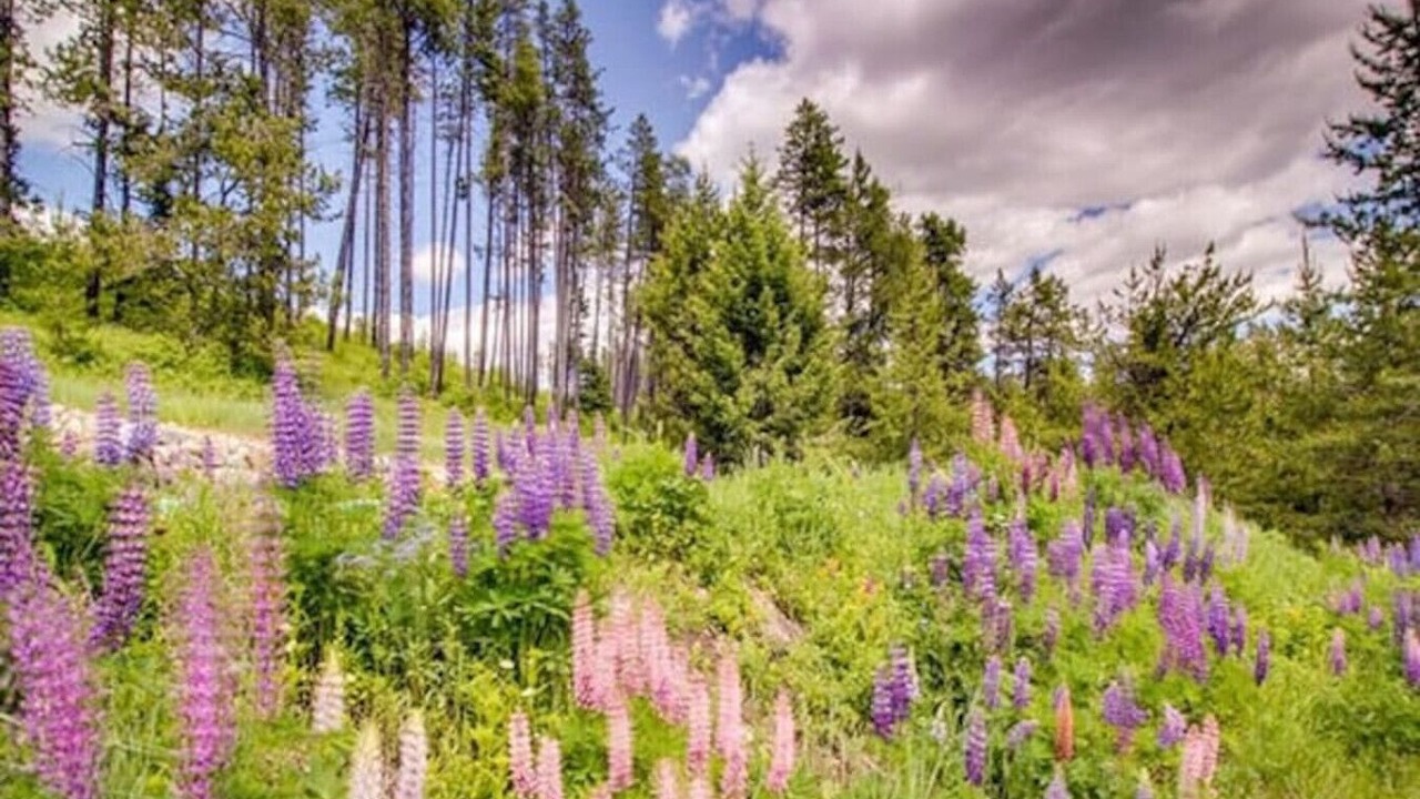 Photo of Others in West Glacier