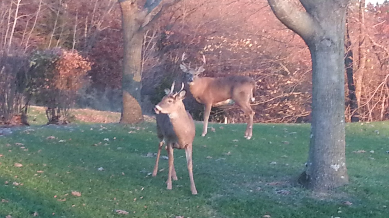Photo of Others in The Galena Territory
