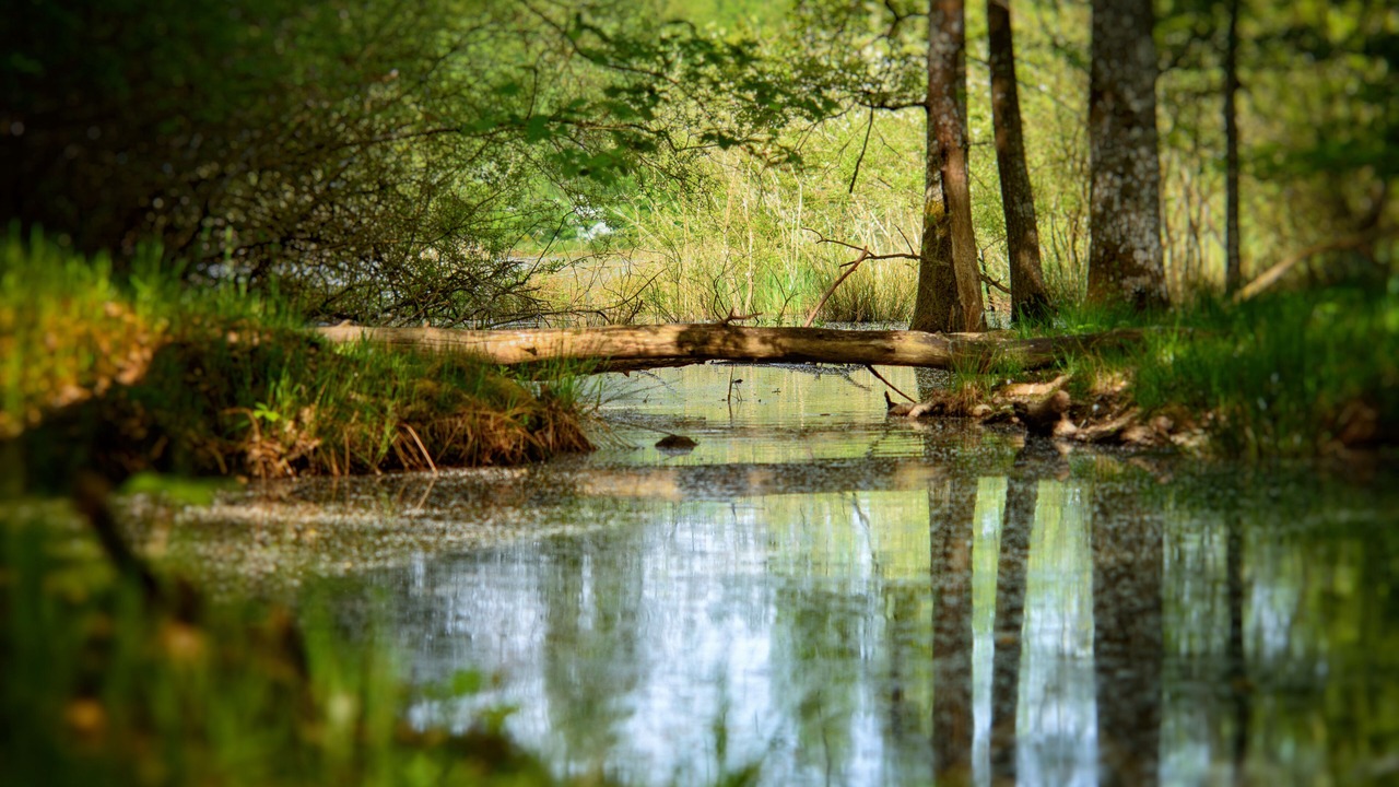 Photo of Outdoor in La Saucelle