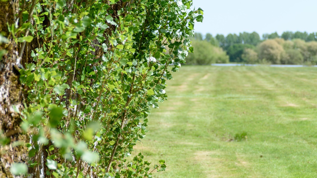 Photo of Others in La Saucelle