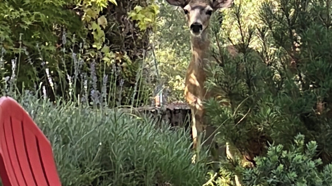 Photo of Outdoor in Amador City