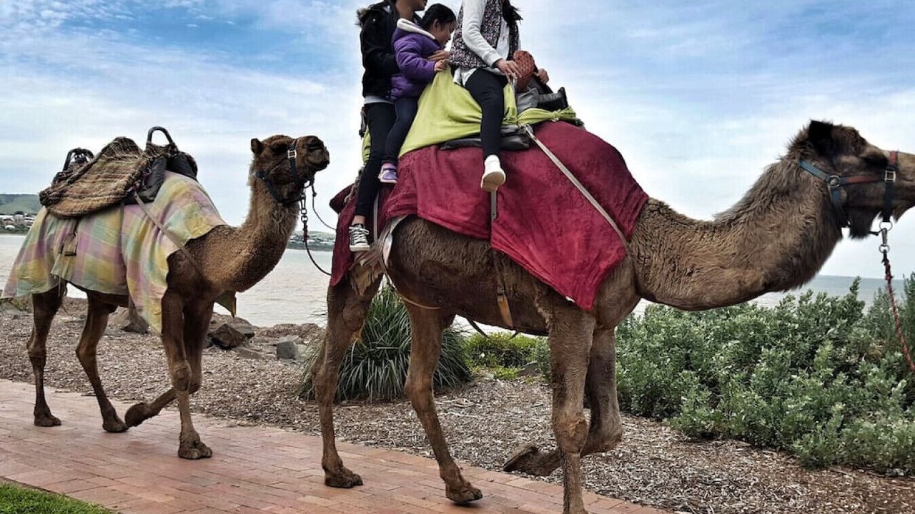 Photo of Others in Victor Harbor