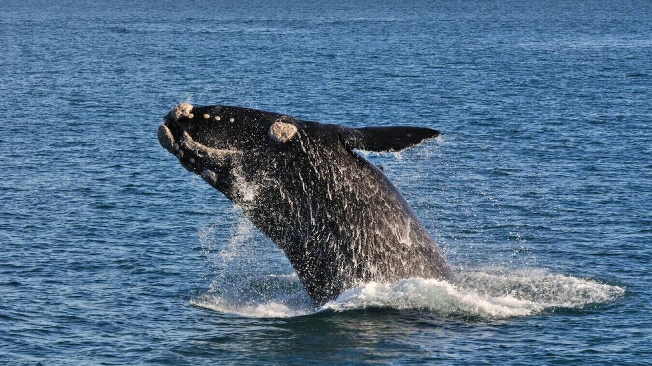 Photo of Others in Victor Harbor