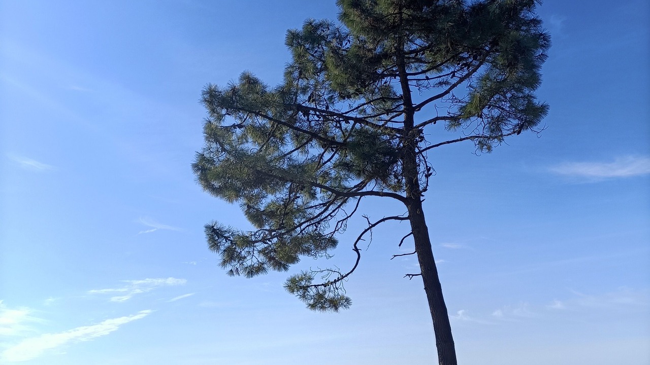 Photo of Others in Dolus-d'Oleron