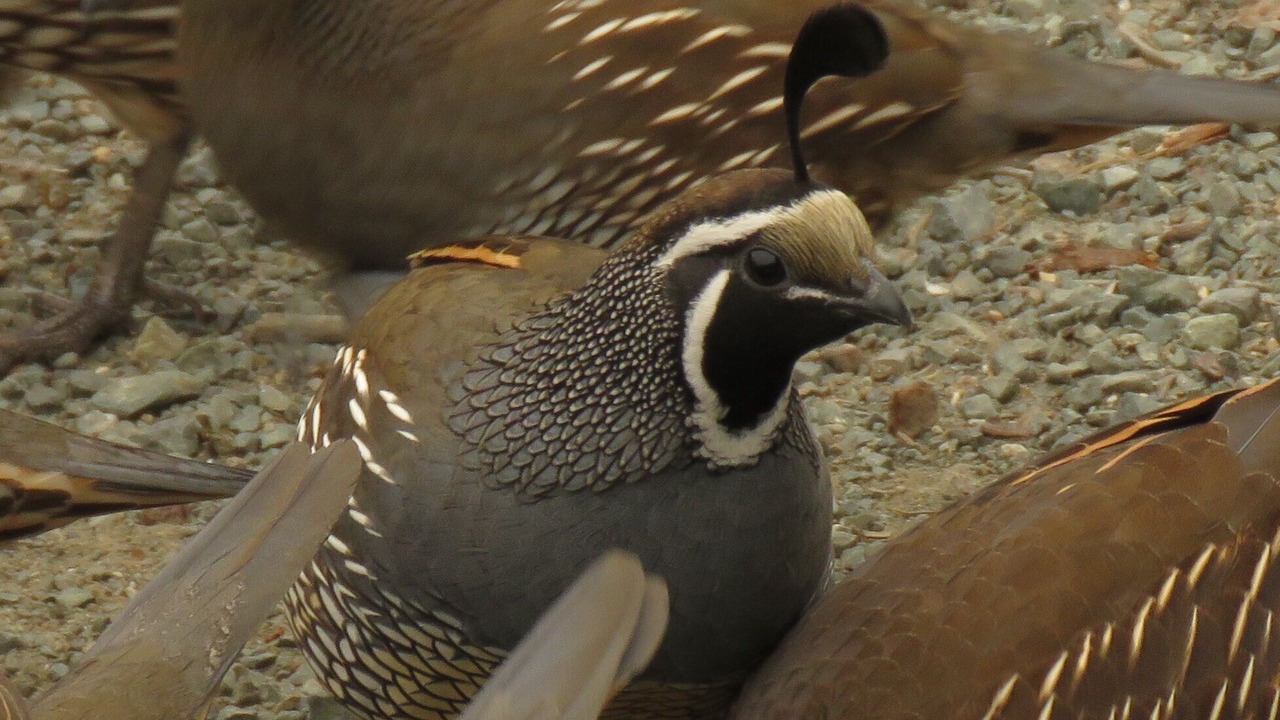 Photo of Others in Salmon Creek