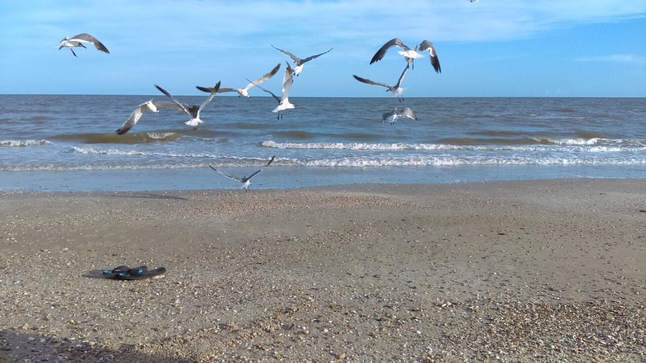 Photo of Others in Port Bolivar