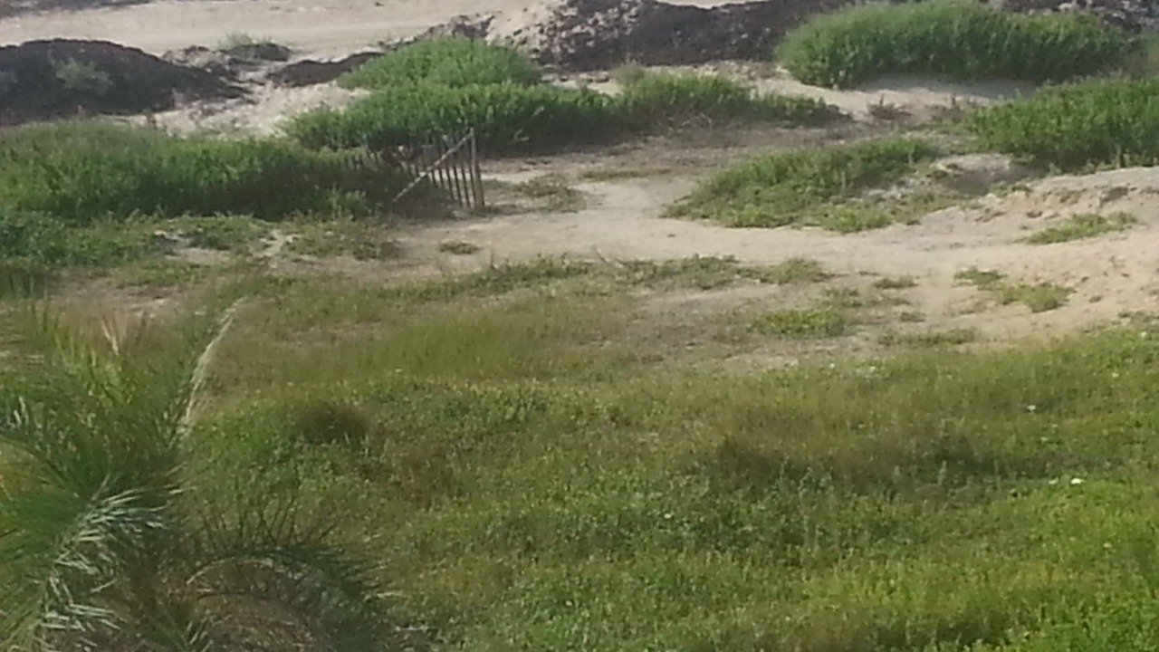 Photo of Others in Port Bolivar