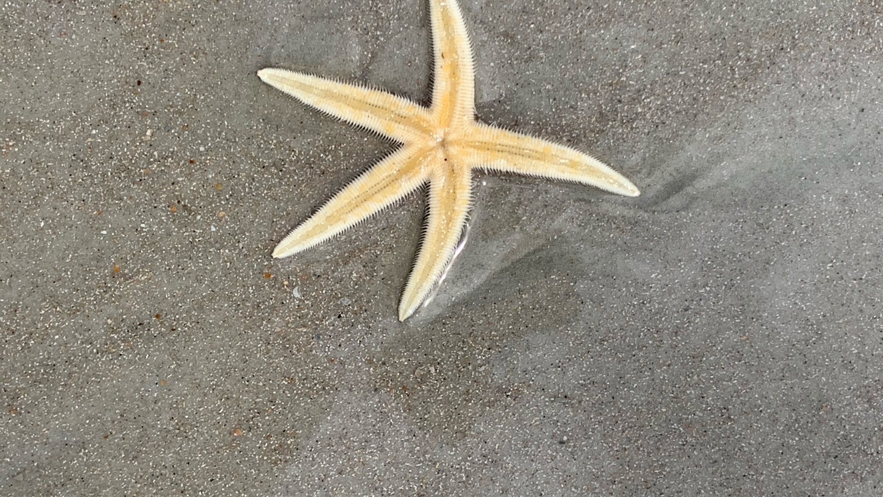 Photo of Others in Fernandina Beach