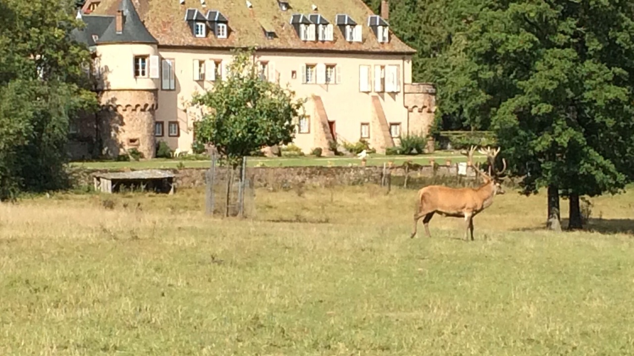 Photo of Outdoor in Birkenwald