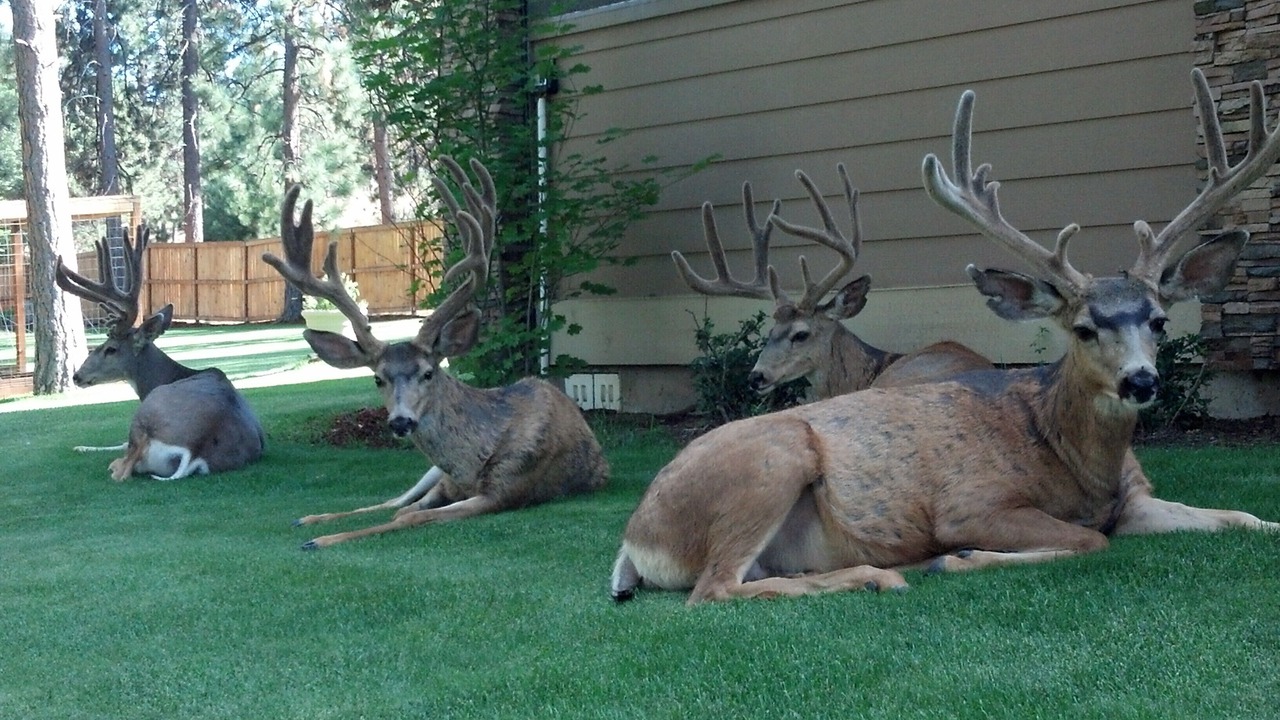Photo of Outdoor in Bend
