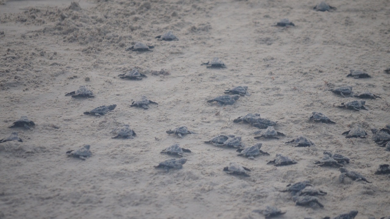 Photo of Others in Corpus Christi