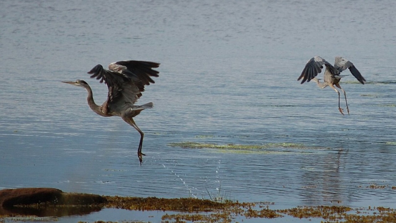 Photo of Others in Oyster Bed