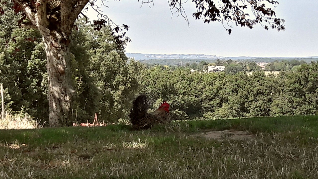 Photo of Outdoor in Caussade