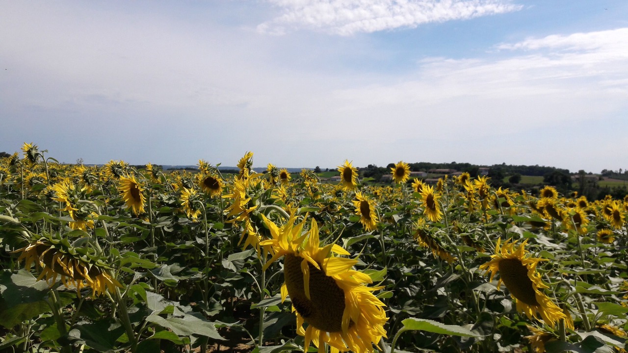 Photo of Outdoor in Caussade